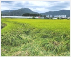  2025Ÿ��73179 ��� ���ֽ� �鼮�� �漺�� 411-3      ����(��)���