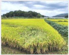  2025Ÿ��73179 ��� ���ֽ� �鼮�� �漺�� 411-3      ����(��)���