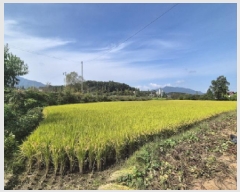  2025Ÿ��73262 ��� ��õ�� â���� �ߵ��� 43-1      ����(��)���