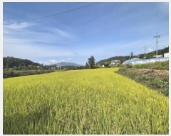  2025Ÿ��73262 ��� ��õ�� â���� �ߵ��� 43-1      ����(��)���