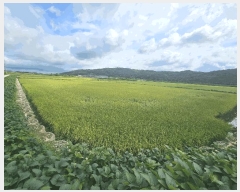  2025Ÿ��3213 ���� ö���� ö���� �߸� 394      ����(��)���