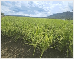  2025Ÿ��3213 ���� ö���� ö���� �߸� 394      ����(��)���