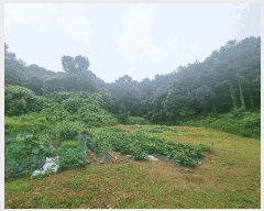  2025Ÿ��72497 ��� ����õ�� ���ϵ� ��38       ����(�Ӿ�)���