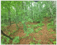  2025Ÿ��72497 ��� ����õ�� ���ϵ� ��38       ����(�Ӿ�)���