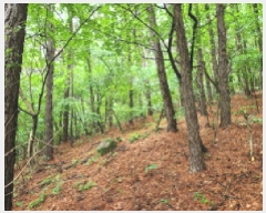  2025Ÿ��72497 ��� ����õ�� ���ϵ� ��38       ����(�Ӿ�)���