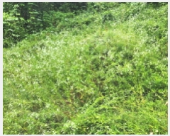  2025Ÿ��72497 ��� ����õ�� ���ϵ� ��38       ����(�Ӿ�)���