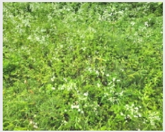  2025Ÿ��72497 ��� ����õ�� ���ϵ� ��38       ����(�Ӿ�)���