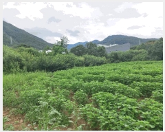  2025Ÿ��72619 ��� ��õ�� ���߸� �繮�� 325      ����(��1)���