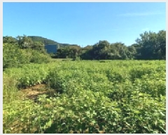  2025Ÿ��72619 ��� ��õ�� ���߸� �繮�� 325      ����(��1)���