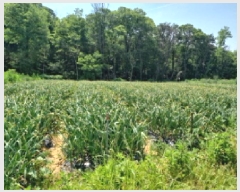  2025Ÿ��509370  �Ӿ߰��