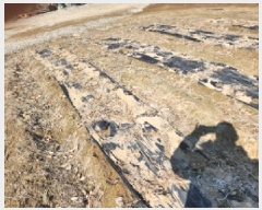  2025Ÿ507186 õ ȭ  ︮ 58-1      (1)