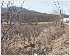  2025Ÿ��507763 ��õ ��ȭ�� ������ ��븮 312-1      ����(��1)���