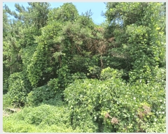  2025Ÿ��510745 ��õ ������ ����� �ܸ� 741-17      ����(�Ӿ�)���