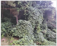  2025Ÿ��510745 ��õ ������ ����� �ܸ� 741-17      ����(�Ӿ�)���