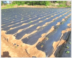  2025Ÿ��33269 ��� ������ ������ �¸� 1056-1      ����(��1)���