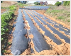  2025Ÿ��33269 ��� ������ ������ �¸� 1056-1      ����(��1)���