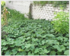  2025Ÿ��34262  �����