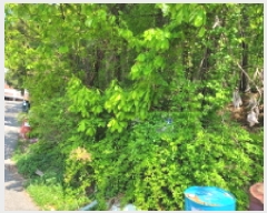  2025Ÿ��33177  ���������