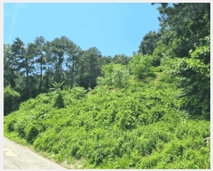  2025Ÿ��1294  �Ӿ߰��