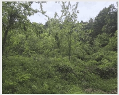  2025Ÿ��1175 ��� ���ν� ó�α� ������ ��븮 638-2     ����(�Ӿ�)���