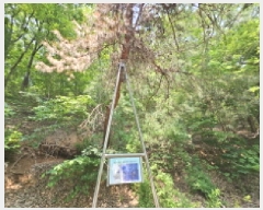  2025Ÿ��1175 ��� ���ν� ó�α� ������ ��븮 638-2     ����(�Ӿ�)���