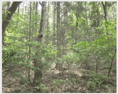  2025Ÿ��1175 ��� ���ν� ó�α� ������ ��븮 638-2     ����(�Ӿ�)���