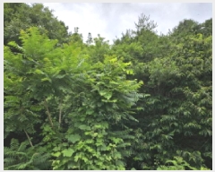  2025Ÿ��1242 ��� ���ν� ó�α� ������ �۹��� ��33-103     ����(�Ӿ�)���