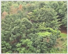  2025Ÿ��1242 ��� ���ν� ó�α� ������ �۹��� ��33-103     ����(�Ӿ�)���