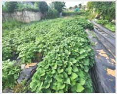  2025Ÿ��56495  �����