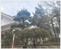  2025Ÿ��905 ��� ���ν� ���ﱸ ���ŵ� 261-8      ���ð��