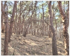  2025Ÿ��54389  �Ӿ߰��