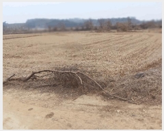  2025Ÿ��54443  ����