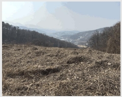  2025Ÿ��664 ��� ���ֽ� �������� �Ǿ��� 58-1      ����(������)���