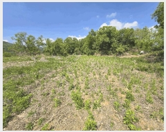  2025Ÿ��52055  �����