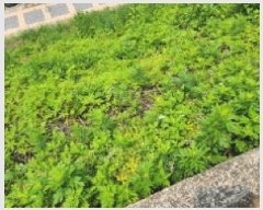  2025Ÿ��52188  ����