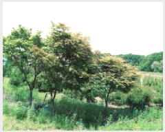  2025Ÿ��41824 ��� �ȼ��� ����� ���ϸ� 79-2      ����(��1)���