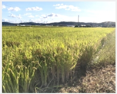  2025Ÿ��42528 ��� �ȼ��� ����� ������ 507      ����(��)���