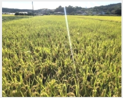  2025Ÿ��42528 ��� �ȼ��� ����� ������ 507      ����(��)���