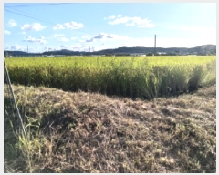  2025Ÿ��42528 ��� �ȼ��� ����� ������ 507      ����(��)���