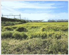  2025Ÿ��42543  ����