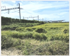  2025Ÿ��42543  ����