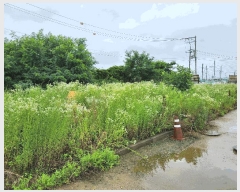  2025Ÿ��42049 ��� ���ý� �ؼ��� ���긮 11-38      ���ð��