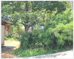  2025Ÿ��42122 ��� ���ý� ������ ���츮 451-3      ����(����)���