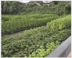  2025Ÿ��42583  �������