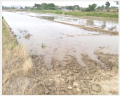  2025Ÿ��594  ����