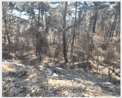  2025Ÿ��41005 ��� ���ý� ������ ��긮 ��37-1      ����(�Ӿ�)���