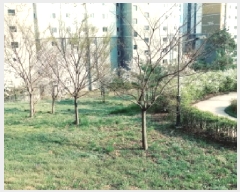  2025Ÿ��41653 ��� ���ý� ���赿 ��175       ����(�Ӿ�)���