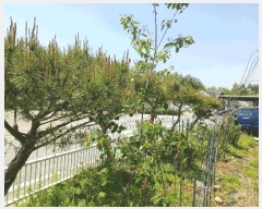  2025Ÿ��41766  ���ð��