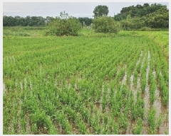  2025Ÿ��42183 ��� ���ý� ������ ���߸� 98-1      ����(��)���