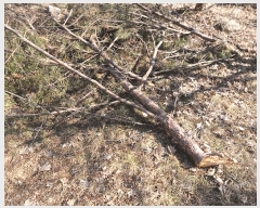  2025Ÿ��448  â���������